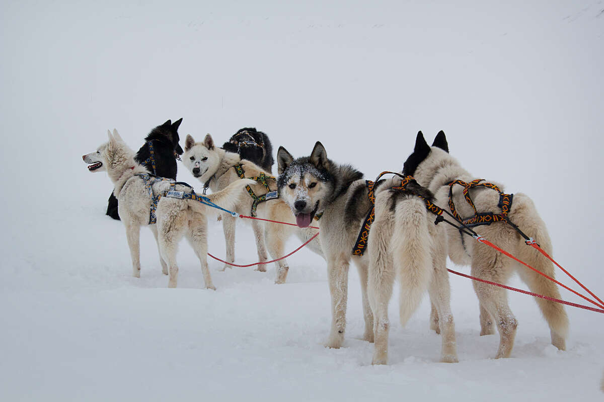 Attelage de chien de traineau au Svalbard
