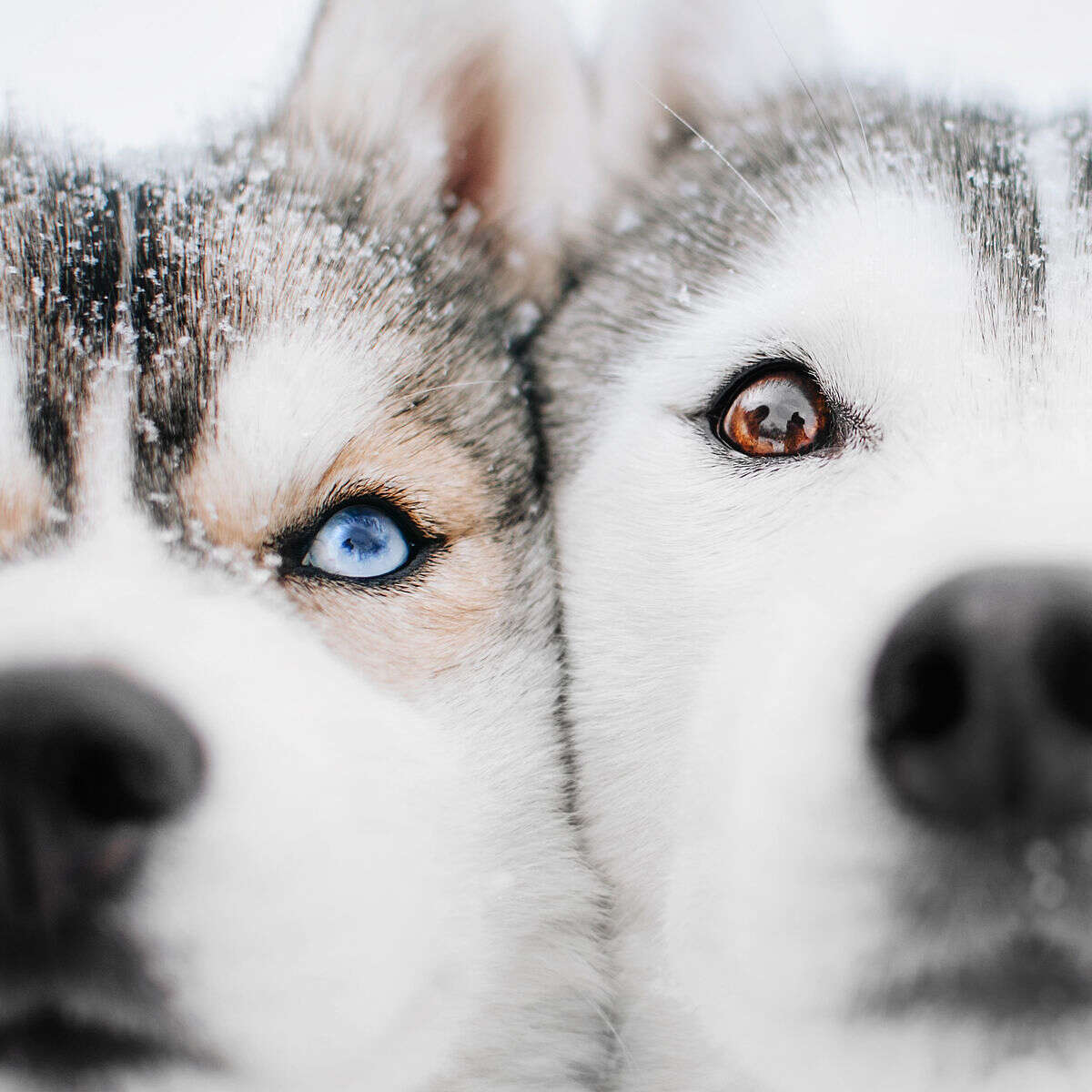 Les beaux yeux des huskies