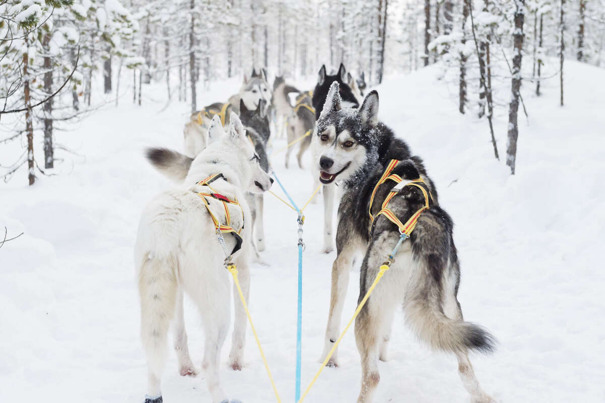 Les chiens de traineau sur leur attelage