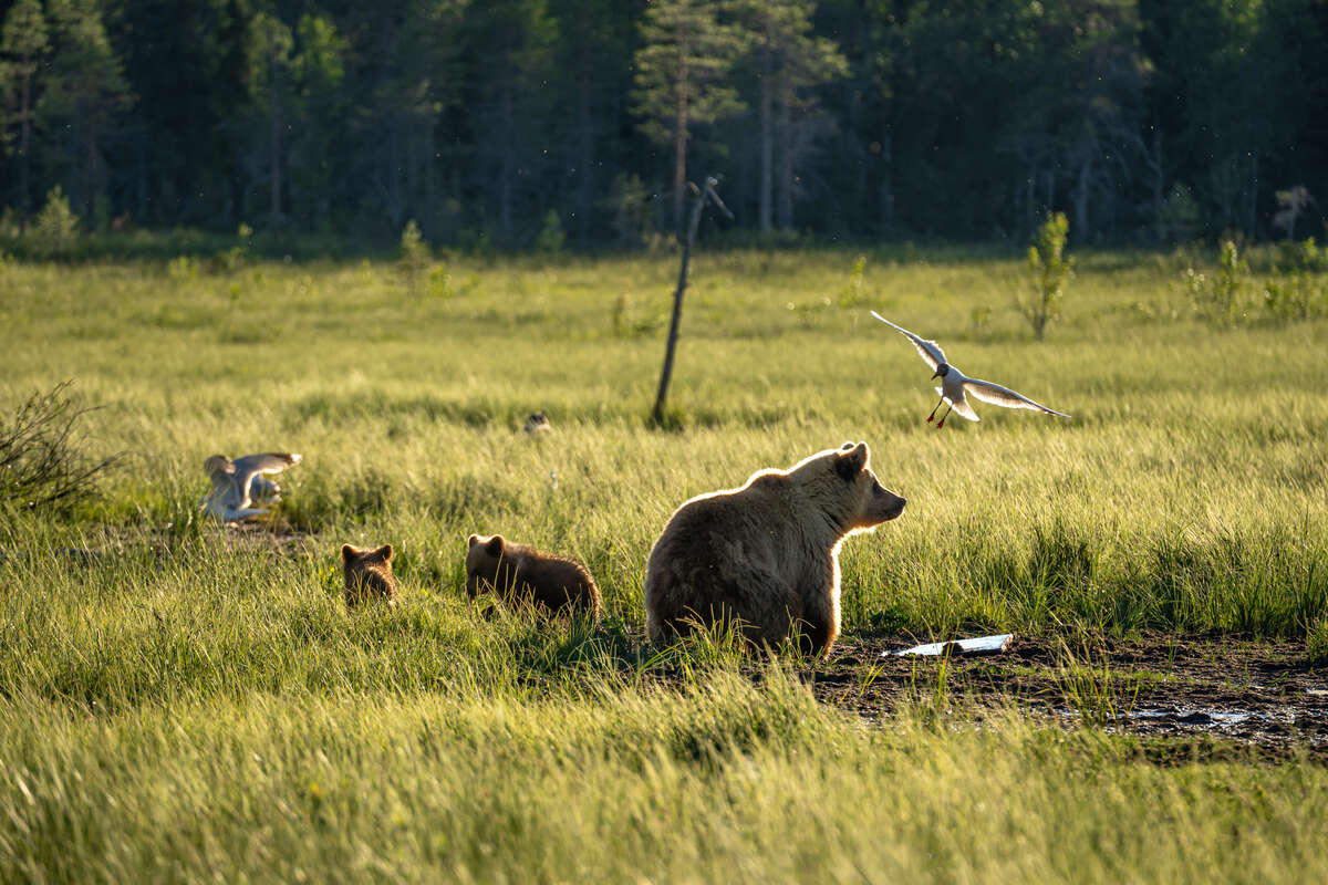 Observation des ours en Laponie