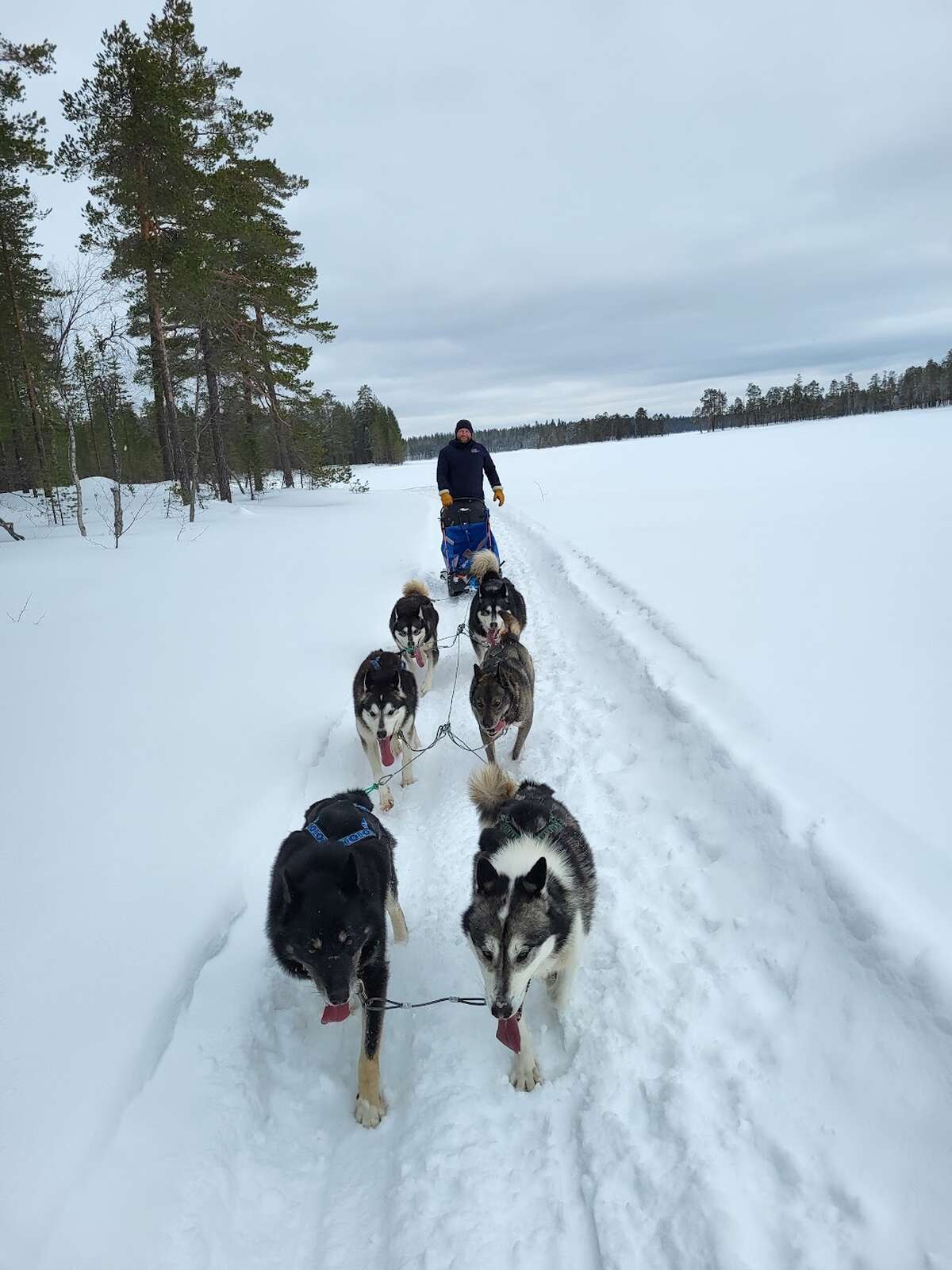 randonnée traineau à chiens
