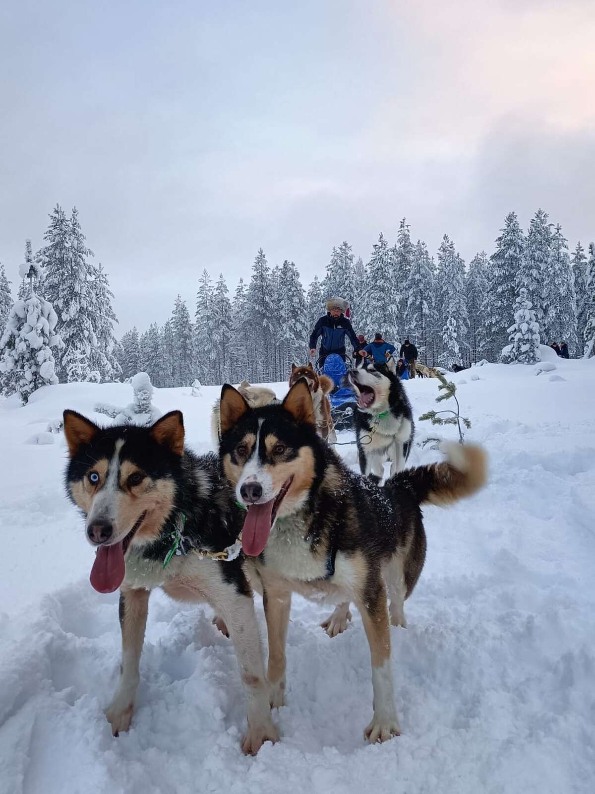 traineau à chien finlande