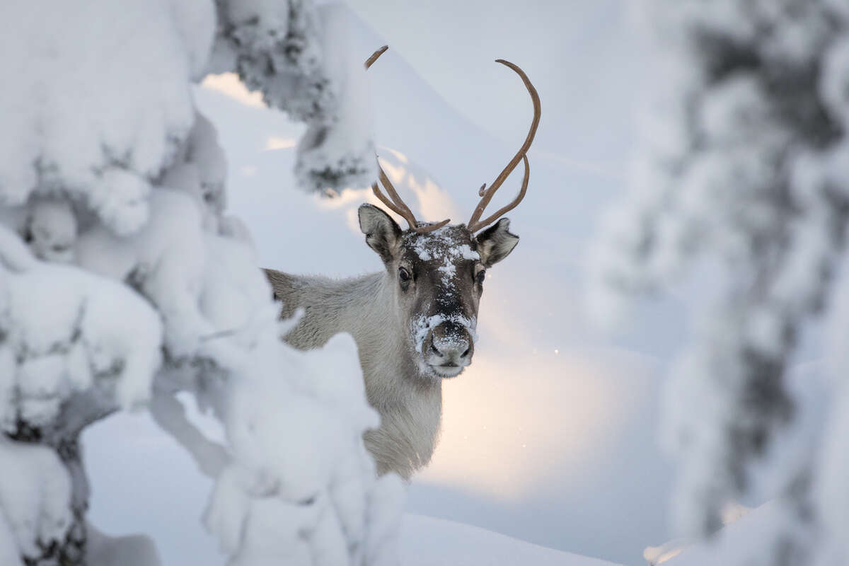 Un renne pointe son nez en Finlande