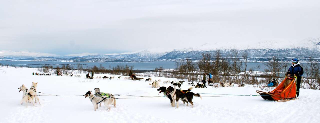 Activité chien de traineau en Norvège