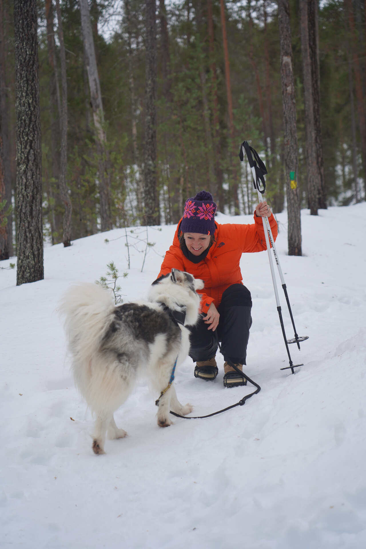 Balade en cani-rando en Finlande