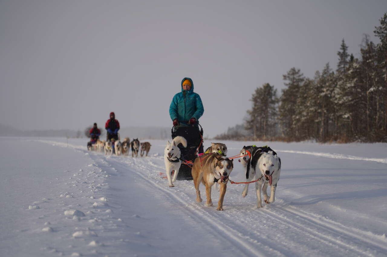 Balade en traineau à chien en Laponie