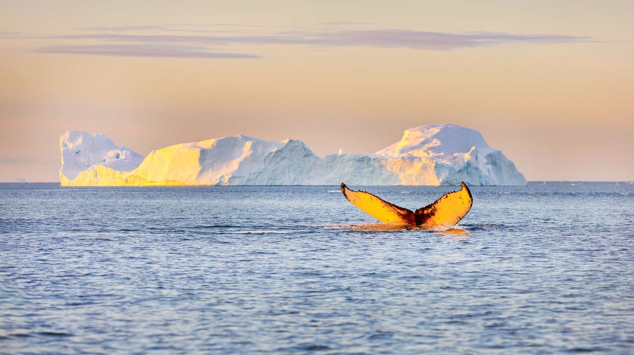 Baleine qui sonde devant un iceberg