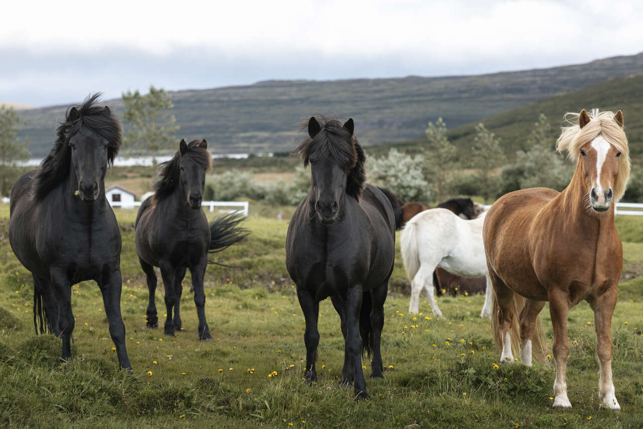 Chevaux islandais