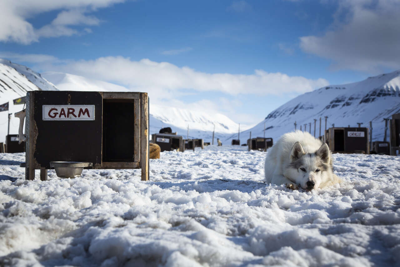 Chien de traineau à côté de sa niche au Spitzberg