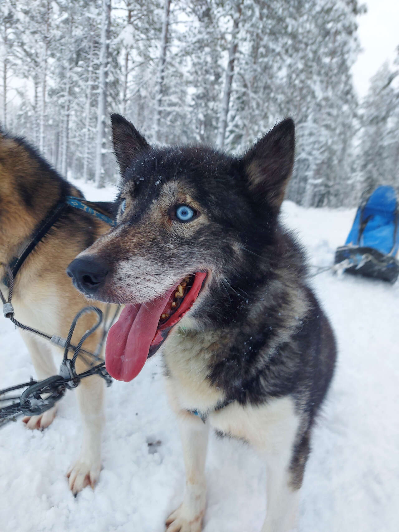 chien de traineau Finlande