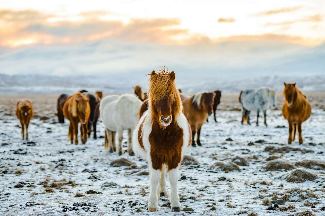Les chevaux islandais