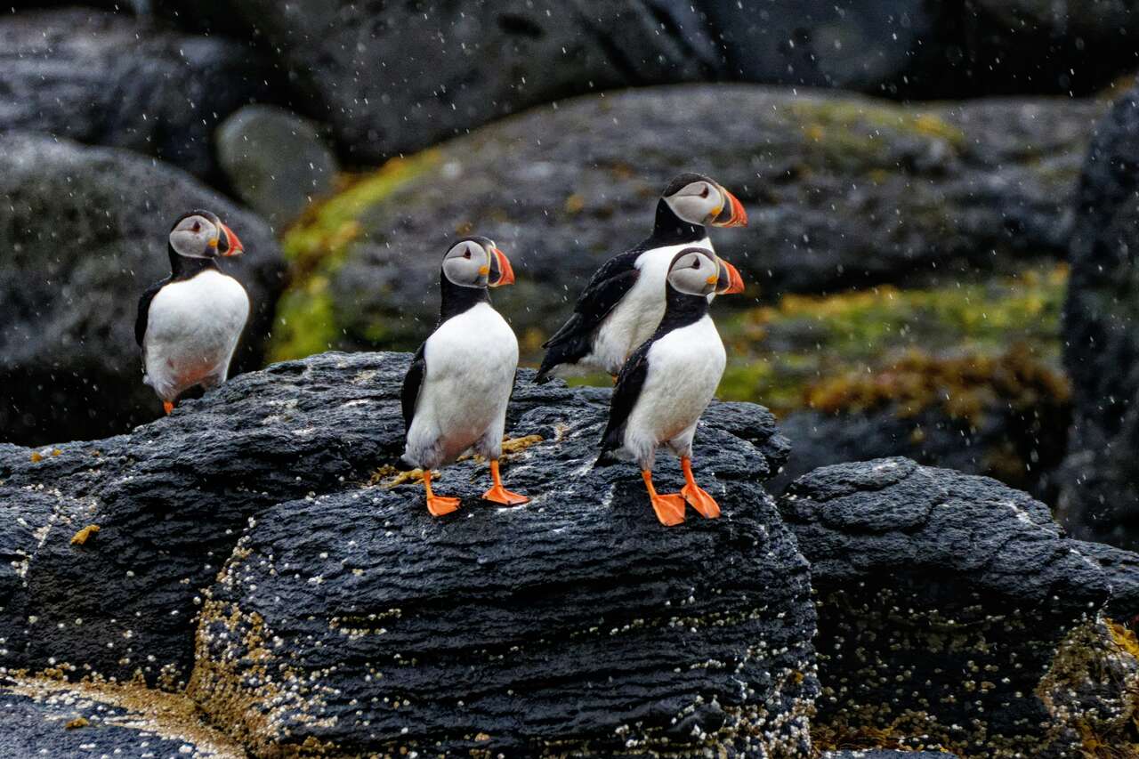 Macareux qui s'apprêtent à aller à l'eau