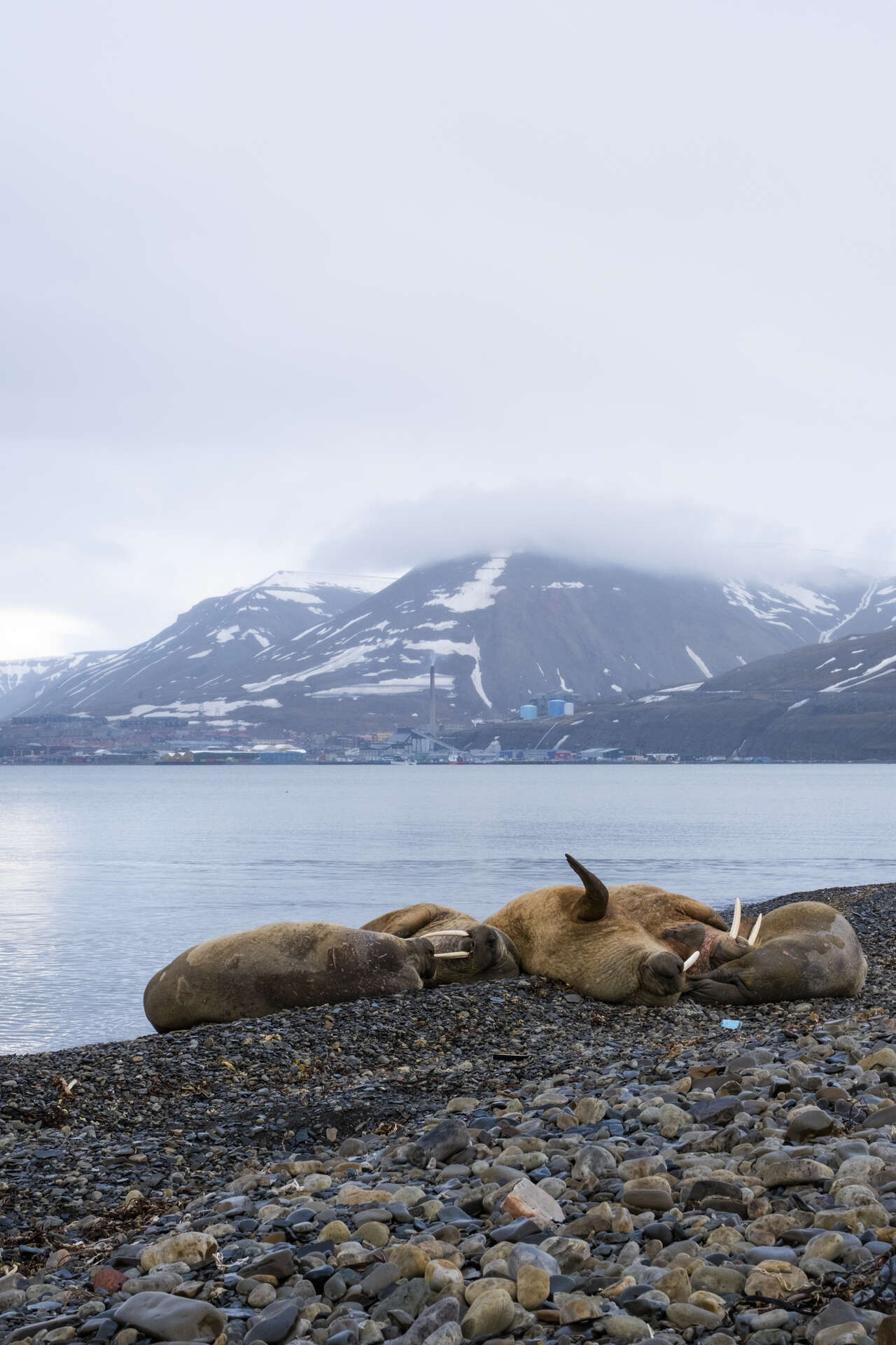 Morses sur une plage du Spitzberg