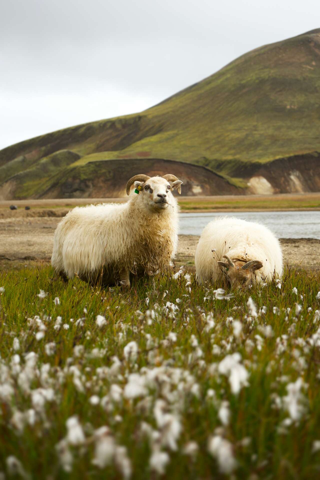 Moutons dans un champ de linaigrette