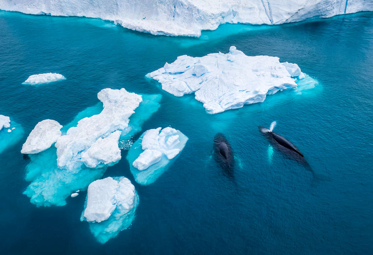 Observation des baleines au Groenland