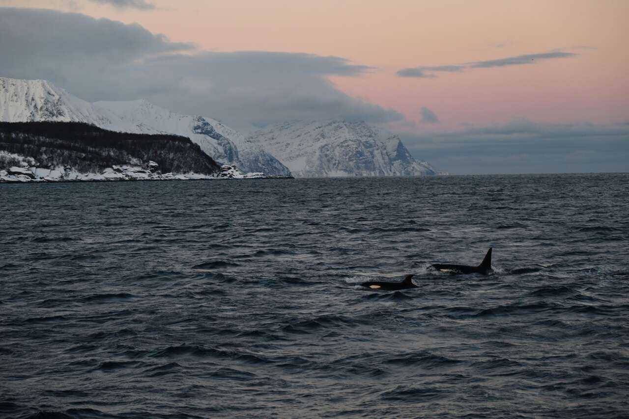 Observation des orques en Norvège