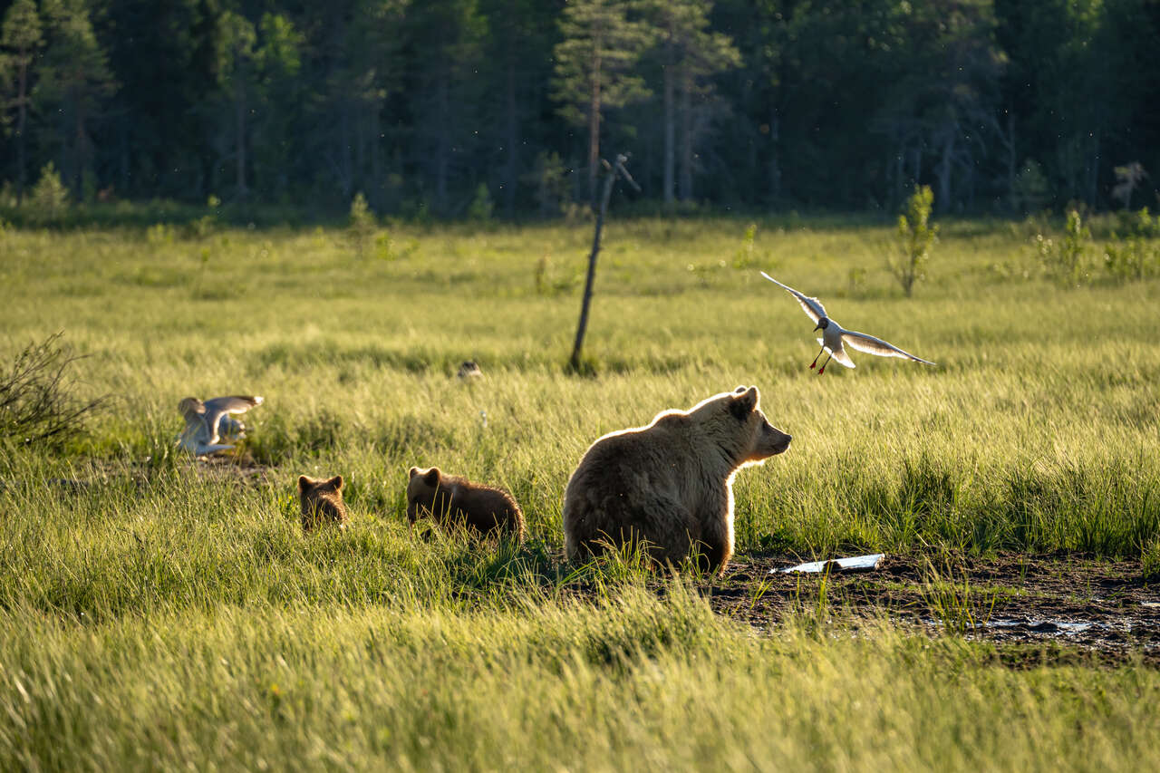 Observation des ours en Laponie