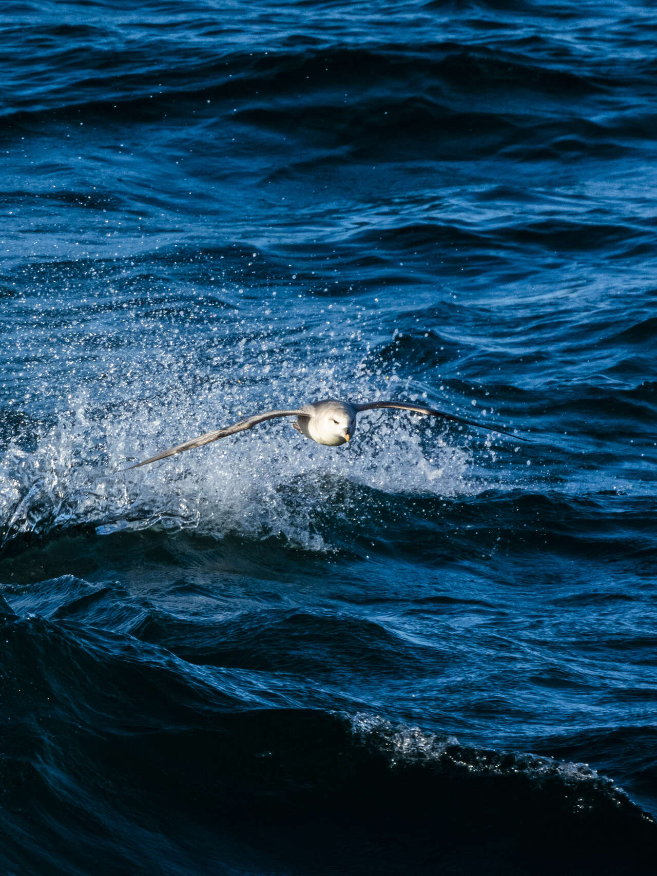 Oiseau de mer qui survole une vague