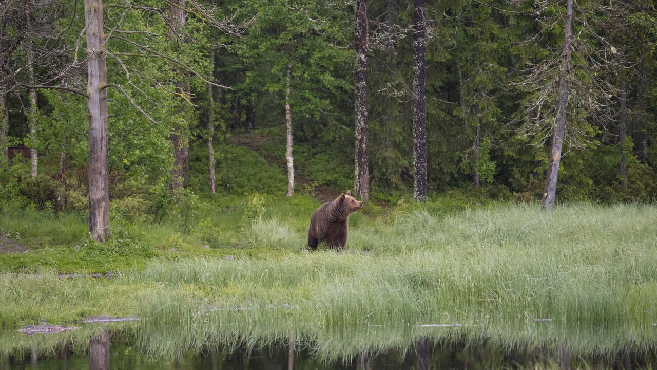 Ours qui se promène en Finlande