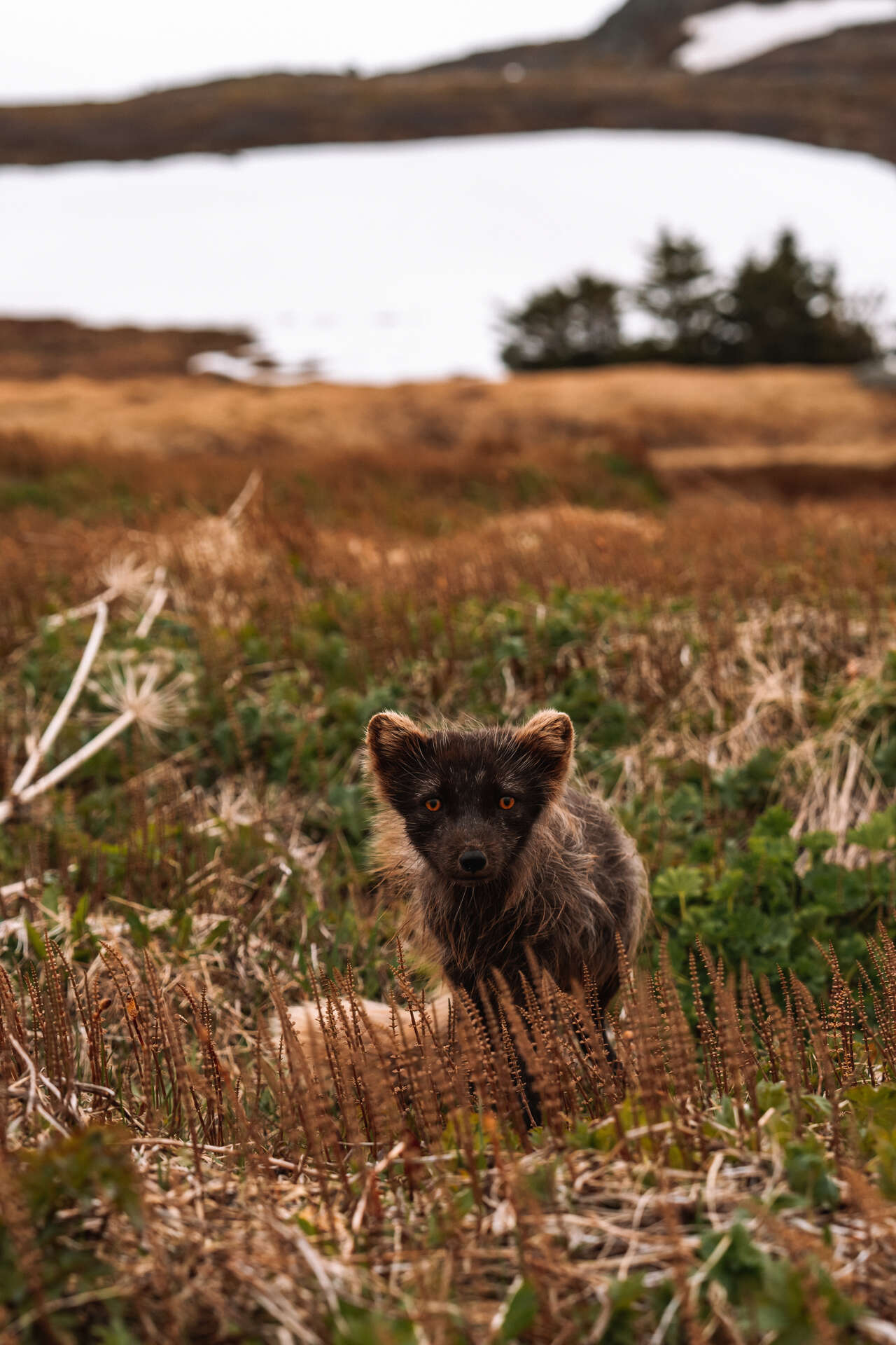 Petit renard arctique en Islande