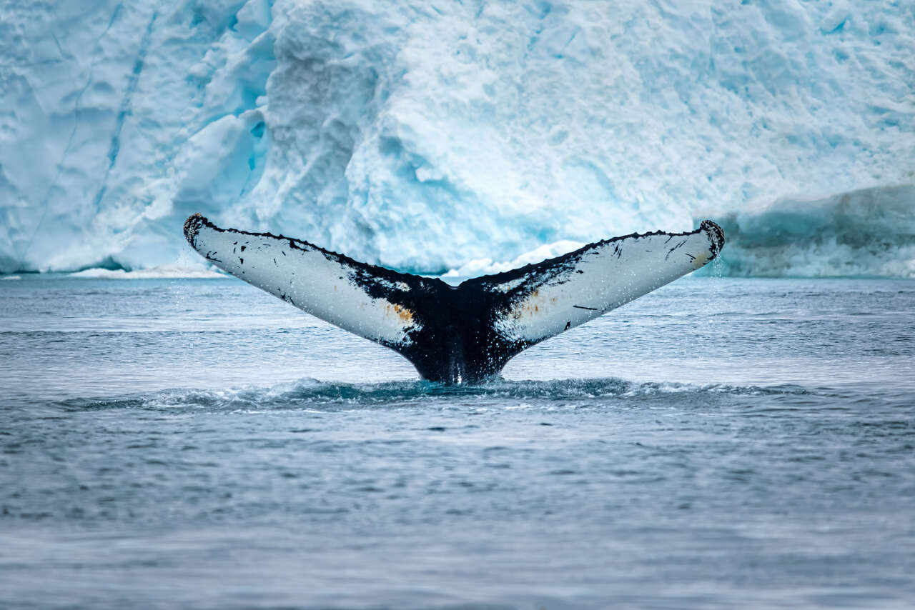 Queue d'une baleine au Groenland