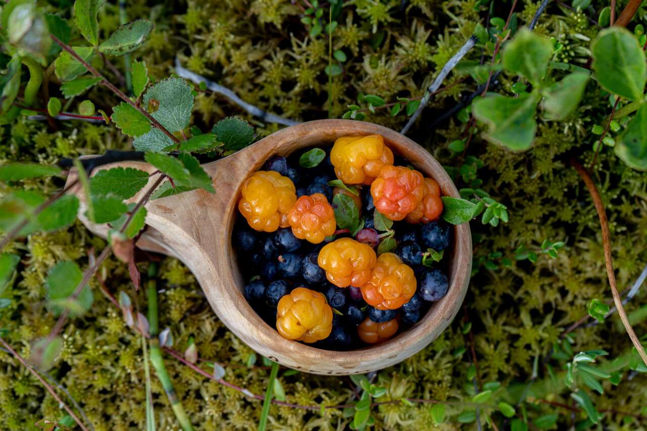 Ramassage de baies en Finlande