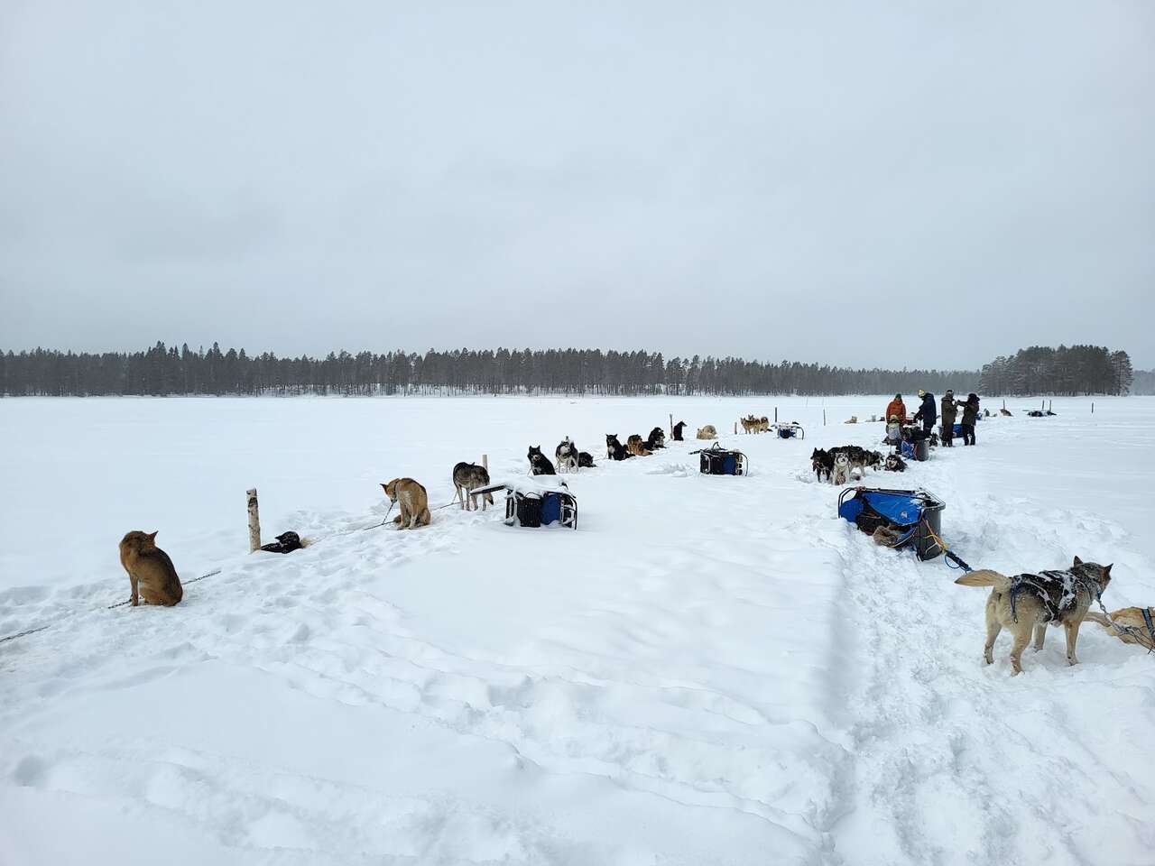 randonnée traineau à chiens