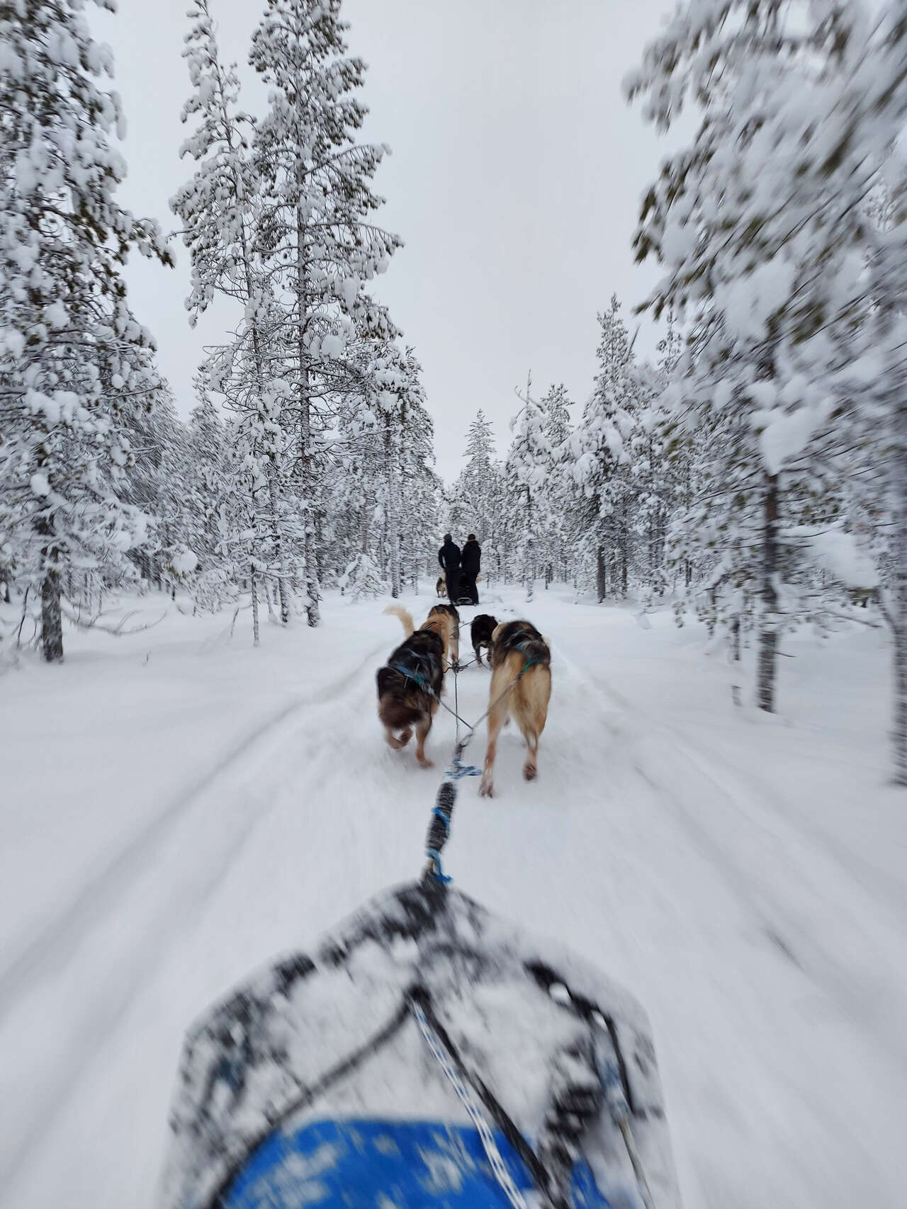traineau à chien finlande