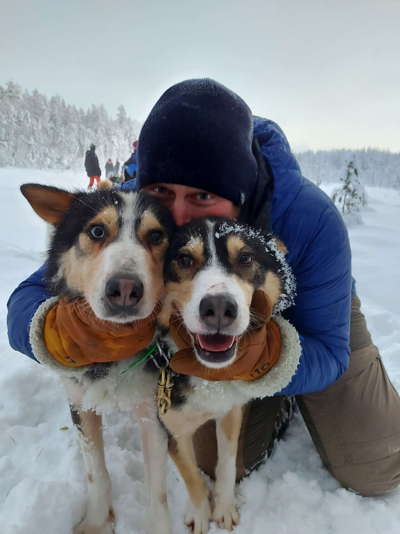 traineau chien hiver Finlande