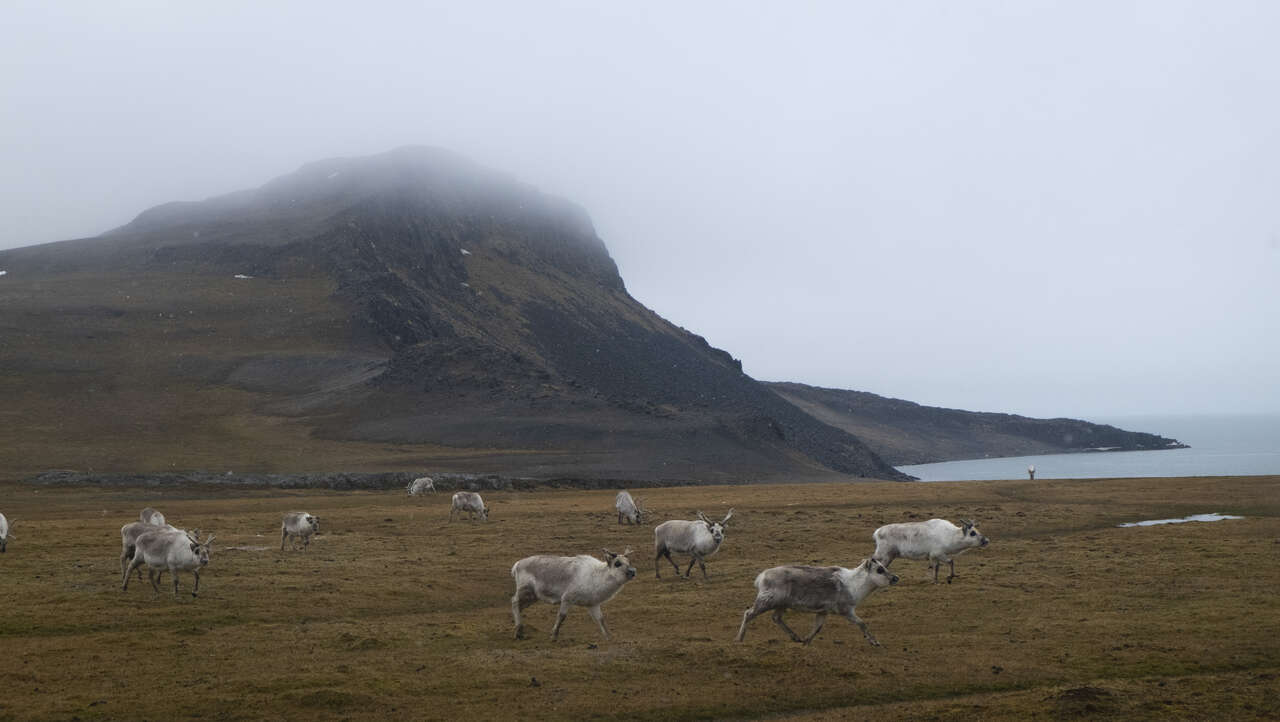 Troupeau de rennes en été, sous la brume