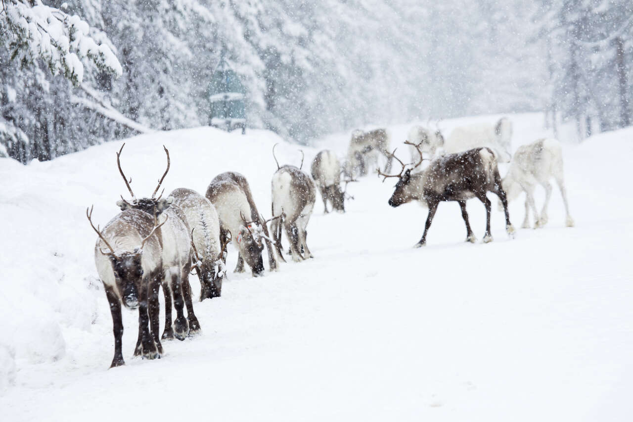 Troupeau de rennes sous la neige