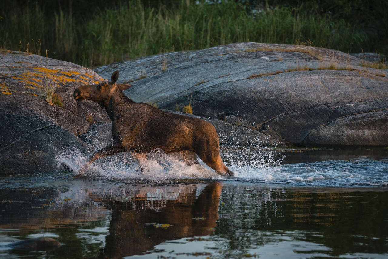 Un élan qui se baigne dans la rivière