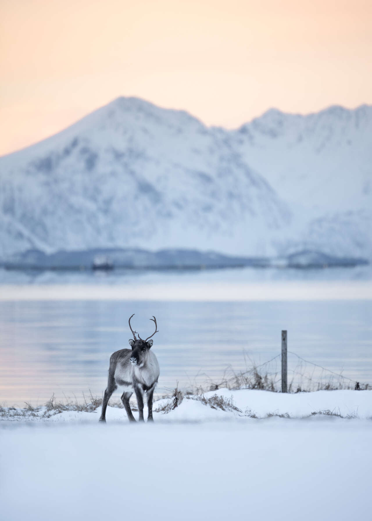 Un petit renne sous la neige dans le Nord de la Norvège