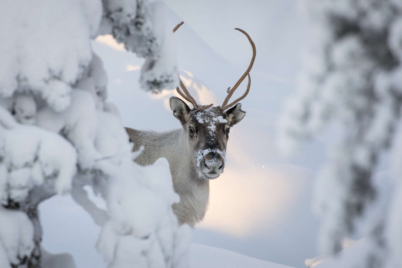 Un renne pointe son nez en Finlande