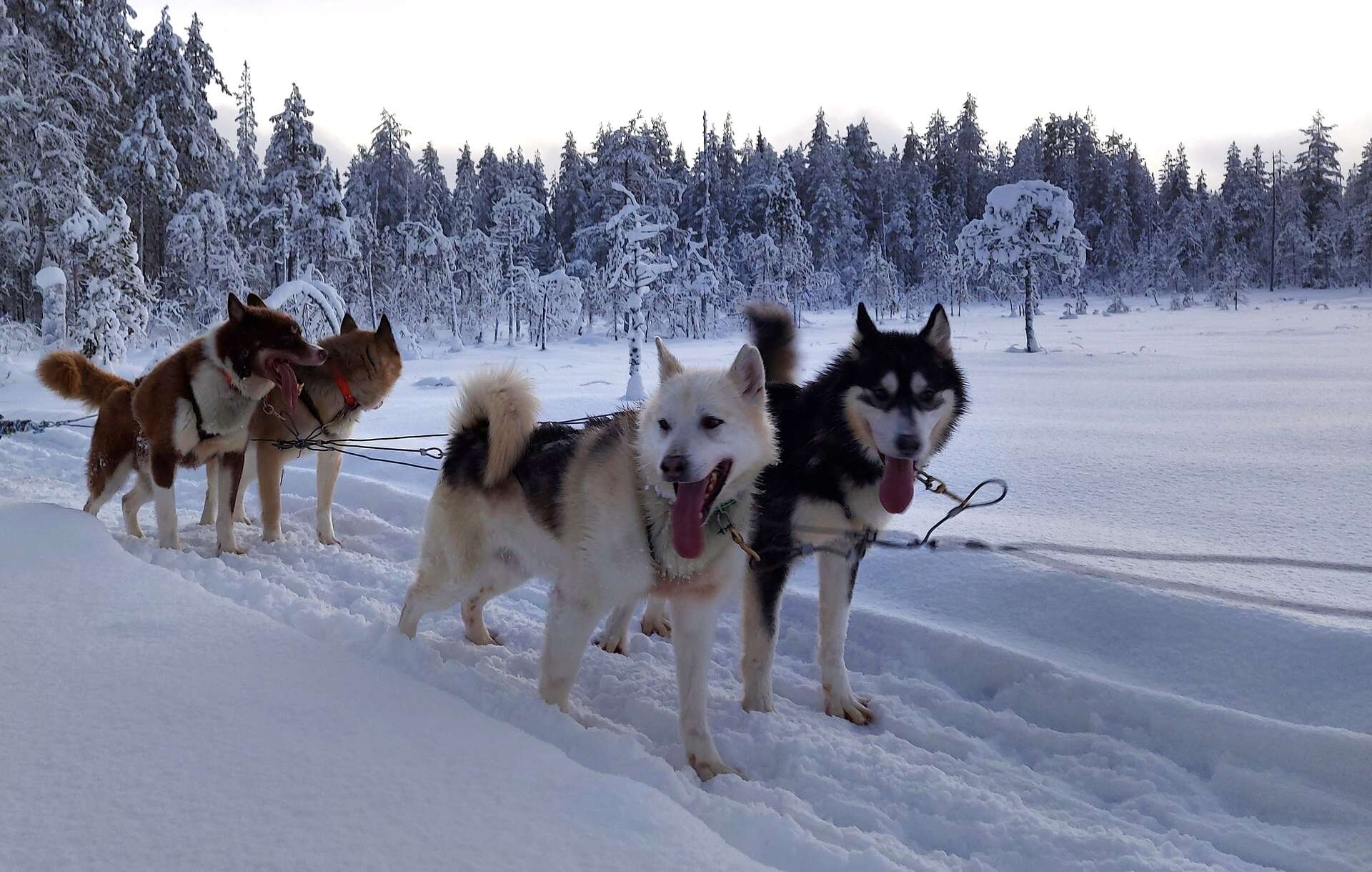 chien traineau Finlande hiver