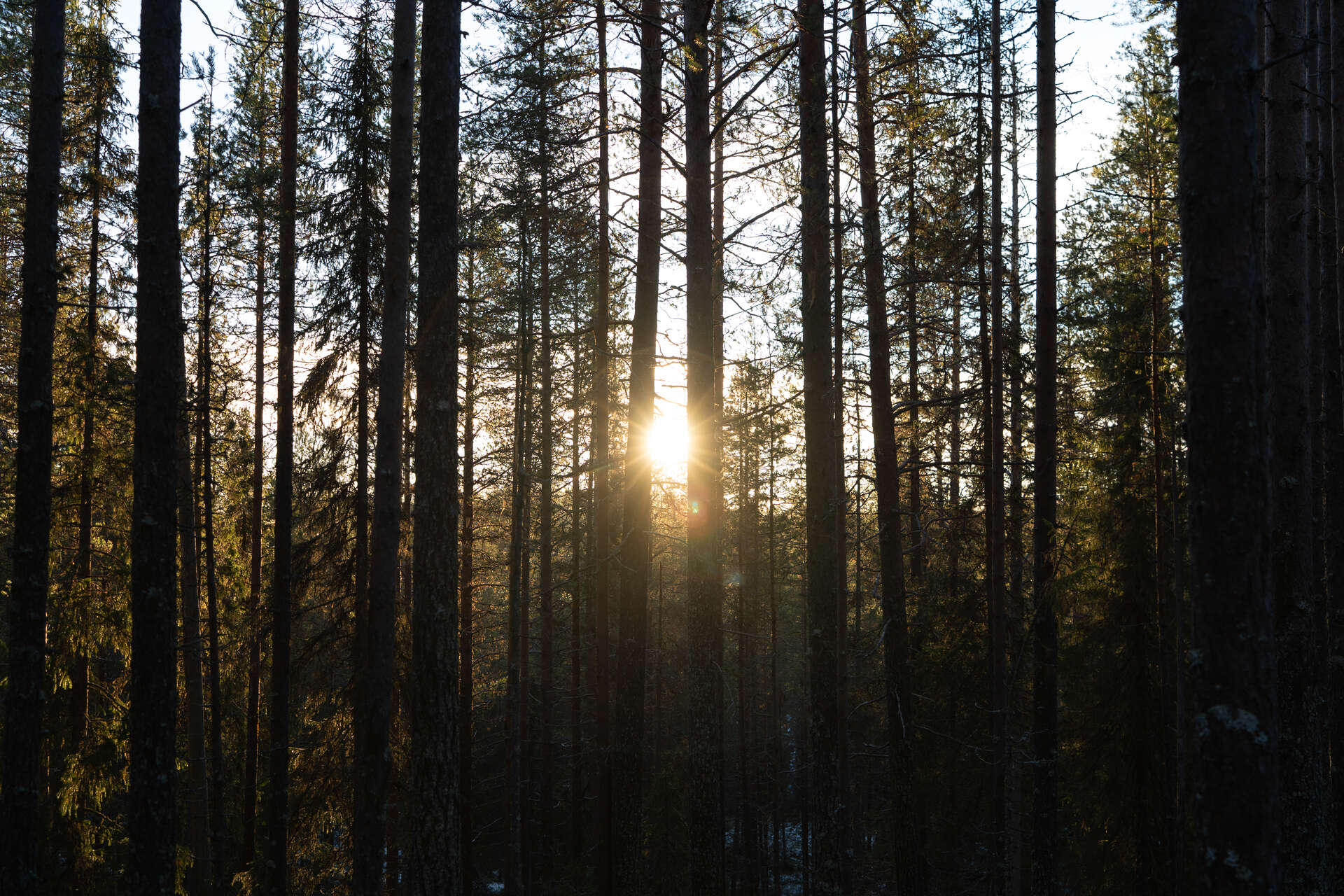 Soleil couchant à travers la forêt finlandaise